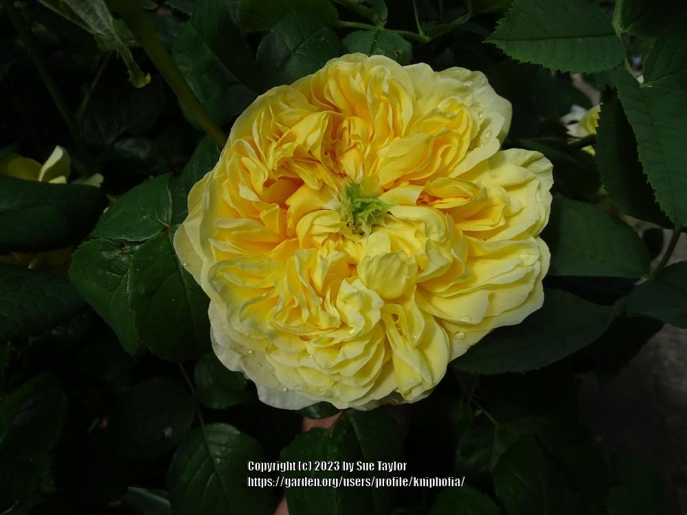 Photo of Rose (Rosa 'Charles Darwin') uploaded by kniphofia