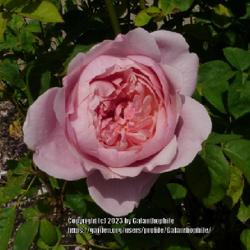 Location: Wynyard Hall gardens, Cleveland, England UK 
Date: 2023-06-21
Rosa 'The Countryman'