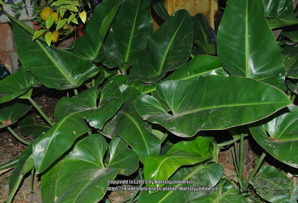 Photo of Philodendrons (Philodendron) uploaded by Huertayjardineria