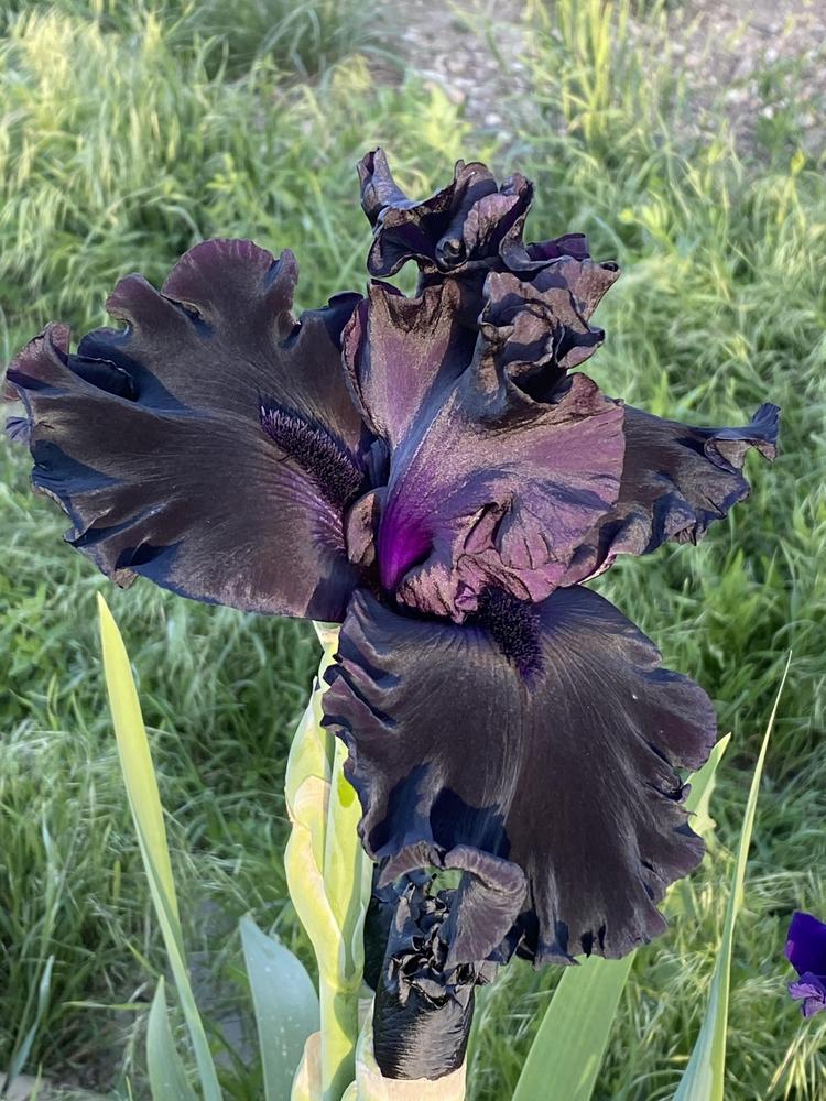 Photo of Tall Bearded Iris (Iris 'Black Hole') uploaded by LasmaNicholls