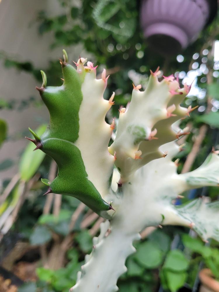 Photo of Euphorbia (Euphorbia lactea 'White Ghost') uploaded by MySecretIslandGarden