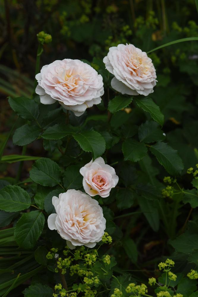 Photo of Rose (Rosa 'Emily Bronte') uploaded by cliftoncat
