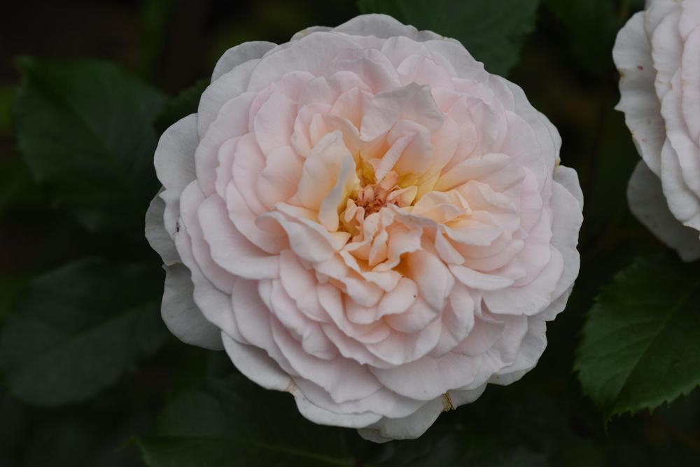 Photo of Rose (Rosa 'Emily Bronte') uploaded by cliftoncat