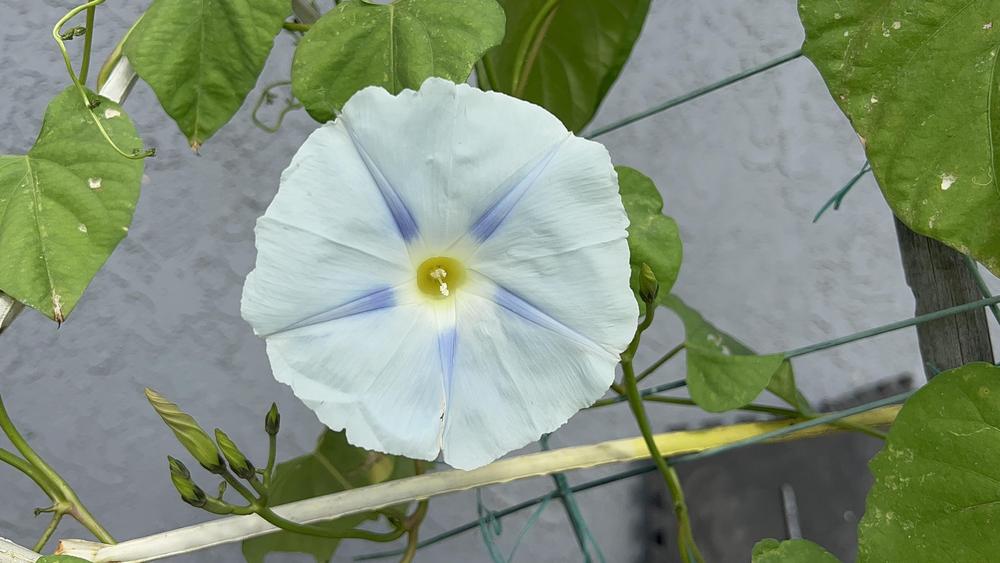 Photo of Morning Glory (Ipomoea tricolor) uploaded by fruitoverdose