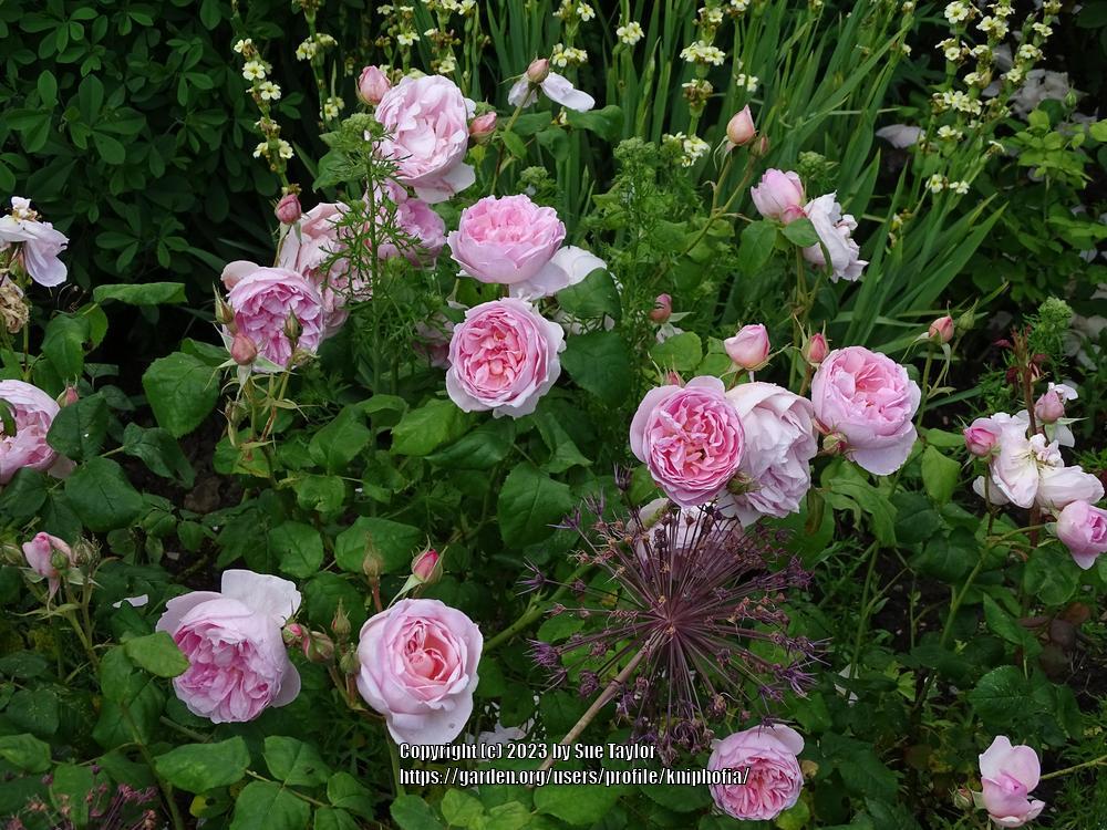Photo of Rose (Rosa 'Scepter'd Isle') uploaded by kniphofia