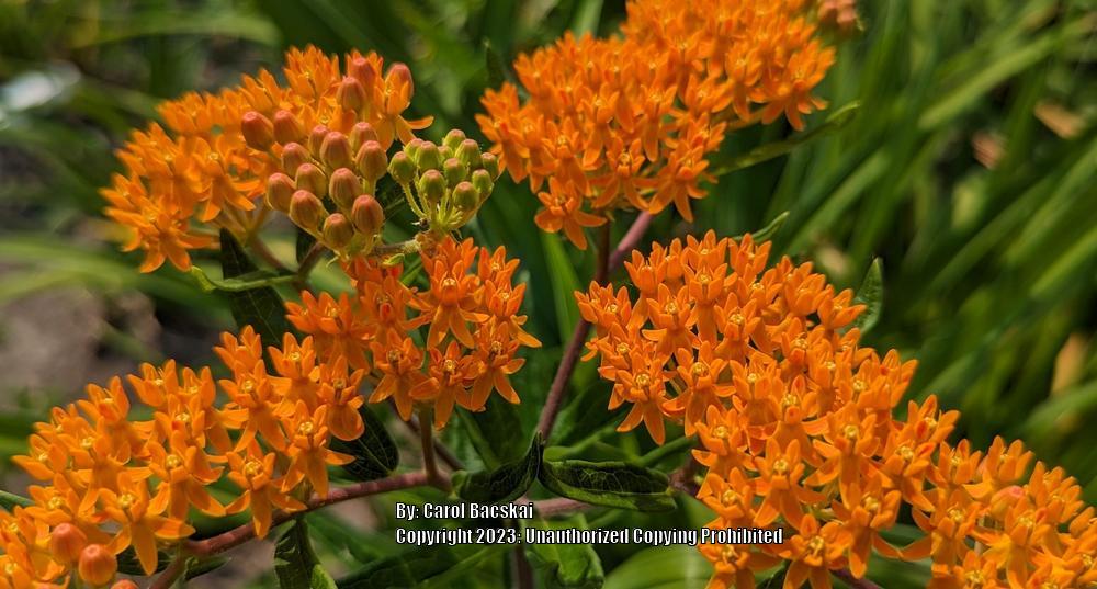 Photo of Butterfly Weed (Asclepias tuberosa 'Gay Butterflies') uploaded by Artsee1