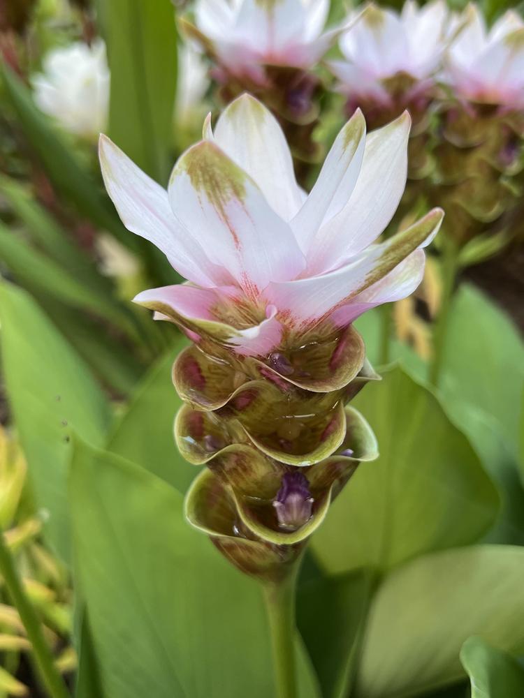 Photo of Siam Tulip (Curcuma alismatifolia) uploaded by Floridian
