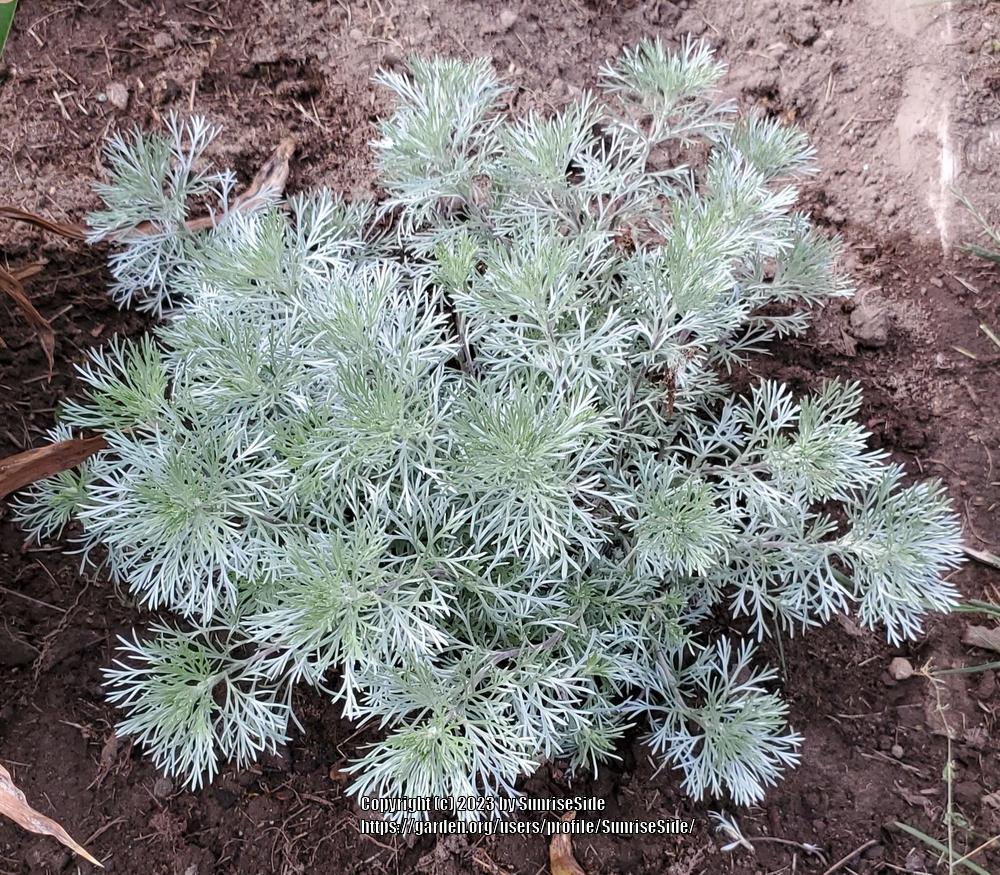 Photo of Silvermound Artemisia (Artemisia schmidtiana 'Silver Mound') uploaded by SunriseSide