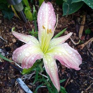 Daylily (Hemerocallis 'Stars and Stripes Forever') in the rain