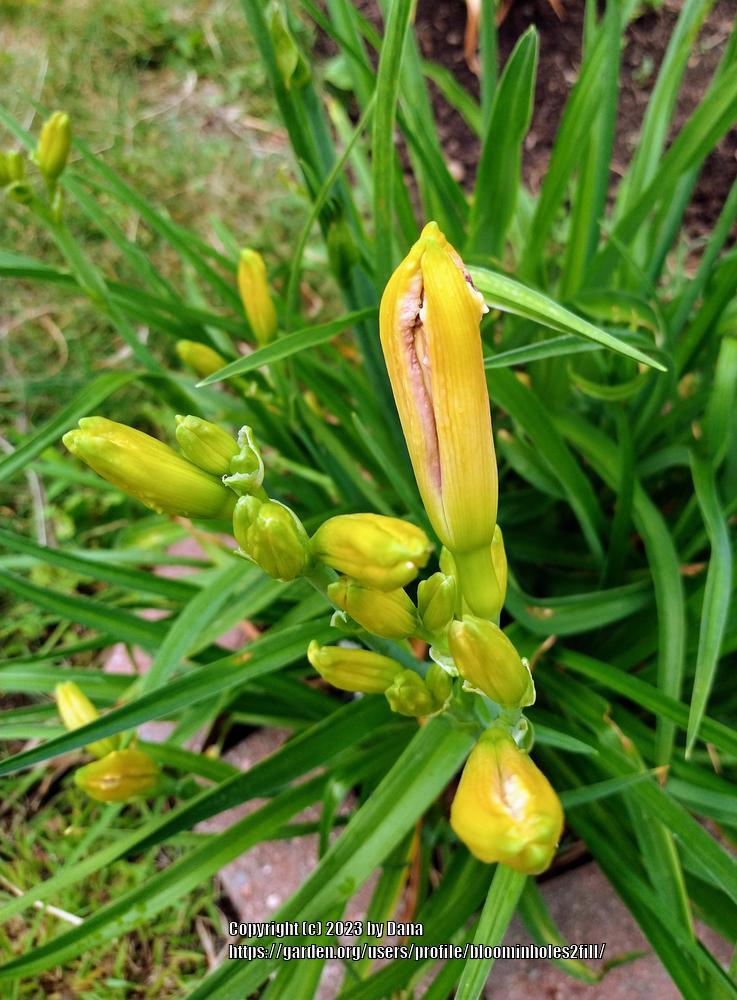 Photo of Daylily (Hemerocallis 'Plum Tuckered') uploaded by bloominholes2fill