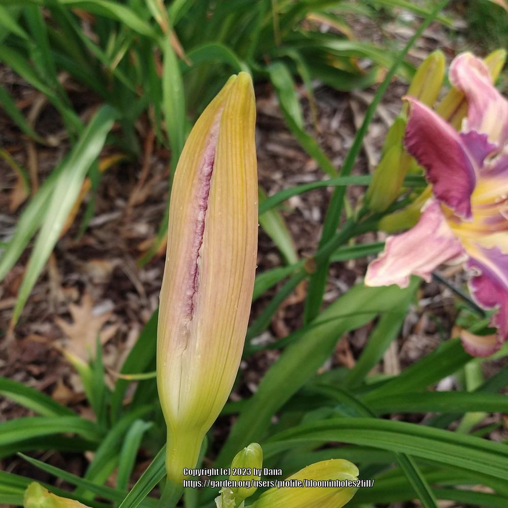 Photo of Daylily (Hemerocallis 'Temples and Towers') uploaded by bloominholes2fill