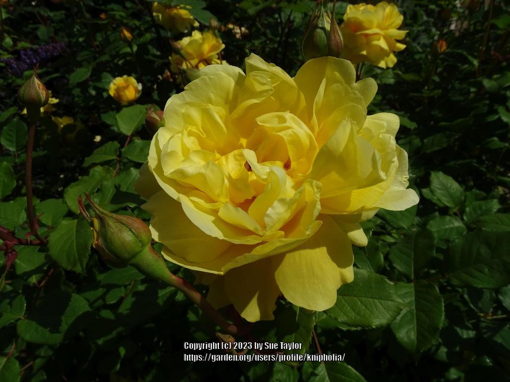 Photo of Rose (Rosa 'Buttercup') uploaded by kniphofia