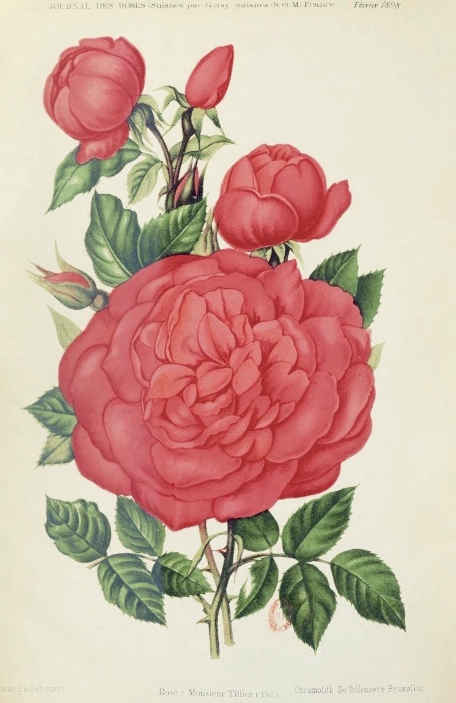 Photo of Tea Rose (Rosa 'Monsieur Tillier') uploaded by scvirginia