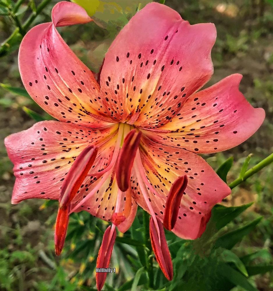 Photo of Lily (Lilium 'Iowa Rose') uploaded by HoodLily