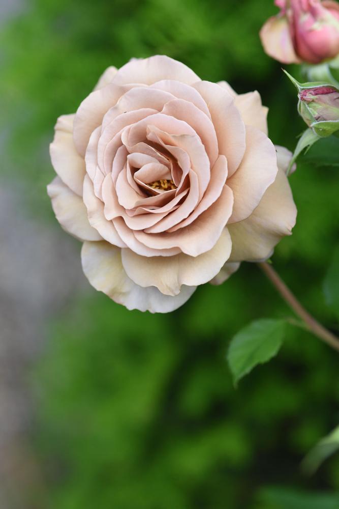 Photo of Rose (Rosa 'Mokarosa') uploaded by cliftoncat