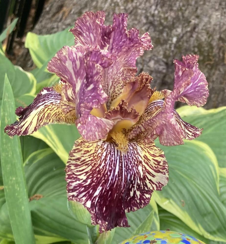 Photo of Tall Bearded Iris (Iris 'Bewilderbeast') uploaded by DonnaKribs