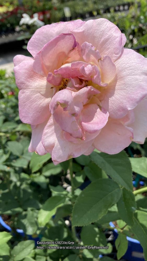 Photo of Hybrid Tea Rose (Rosa 'Tiffany') uploaded by GigiPlumeria