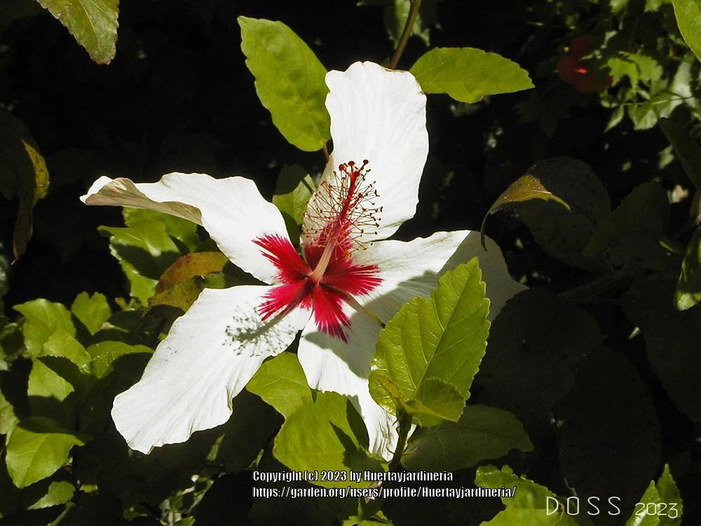 Photo of Hardy Hibiscus (Hibiscus moscheutos) uploaded by Huertayjardineria