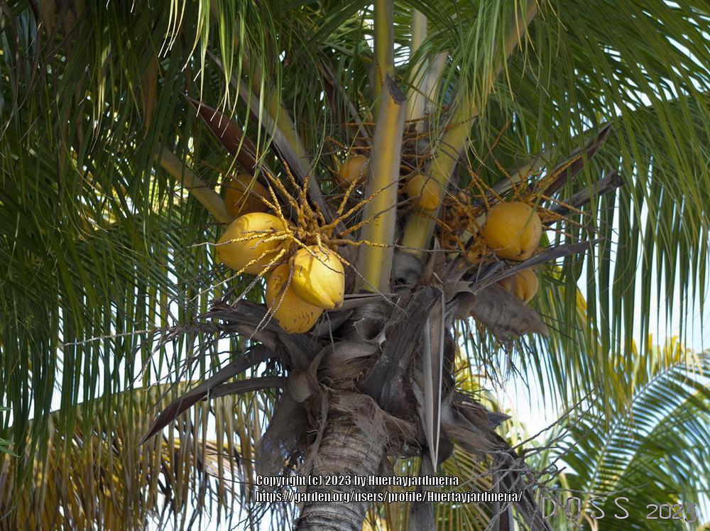Photo of Coconut Palm (Cocos nucifera) uploaded by Huertayjardineria