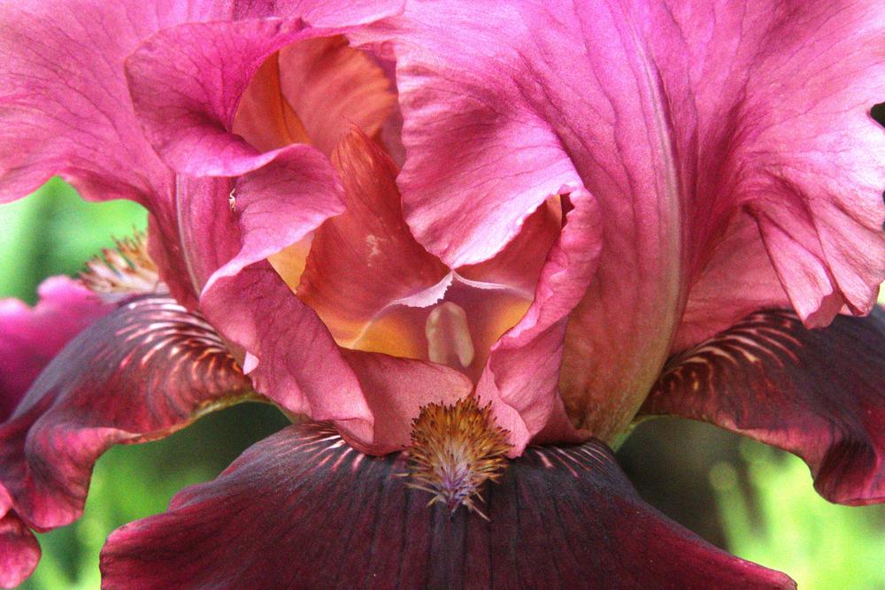 Photo of Tall Bearded Iris (Iris 'Medici Prince') uploaded by LoriMT