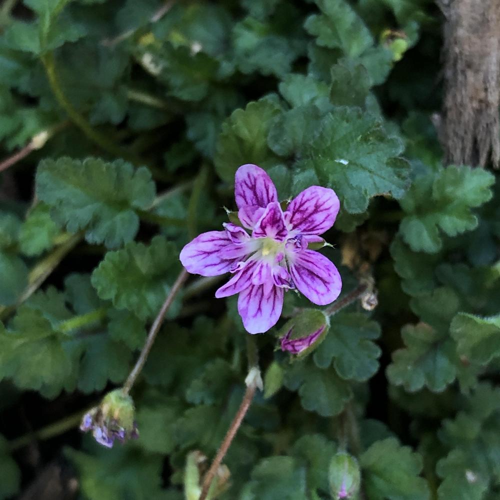 Photo of Alpine Geranium (Erodium 'Faery Double Pink') uploaded by sedumzz