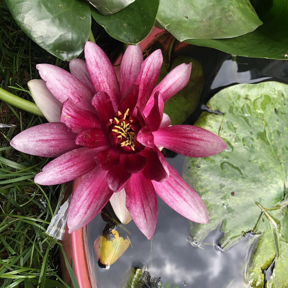 Photo of Hardy Water Lily (Nymphaea 'Attraction') uploaded by sedumzz