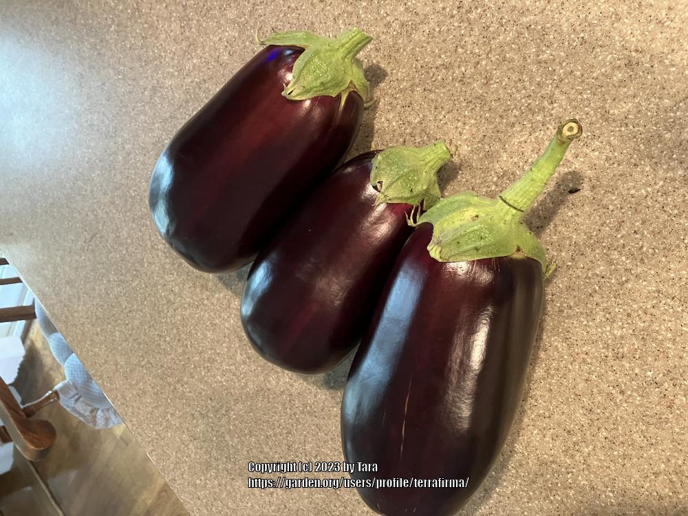 Photo of Eggplant (Solanum melongena 'Black Beauty') uploaded by terrafirma