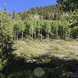 Location: South Fork, American Fork Canyon, Utah County, Utah, United States
Date: 2023-06-26
Trees flattened by an avalanche.