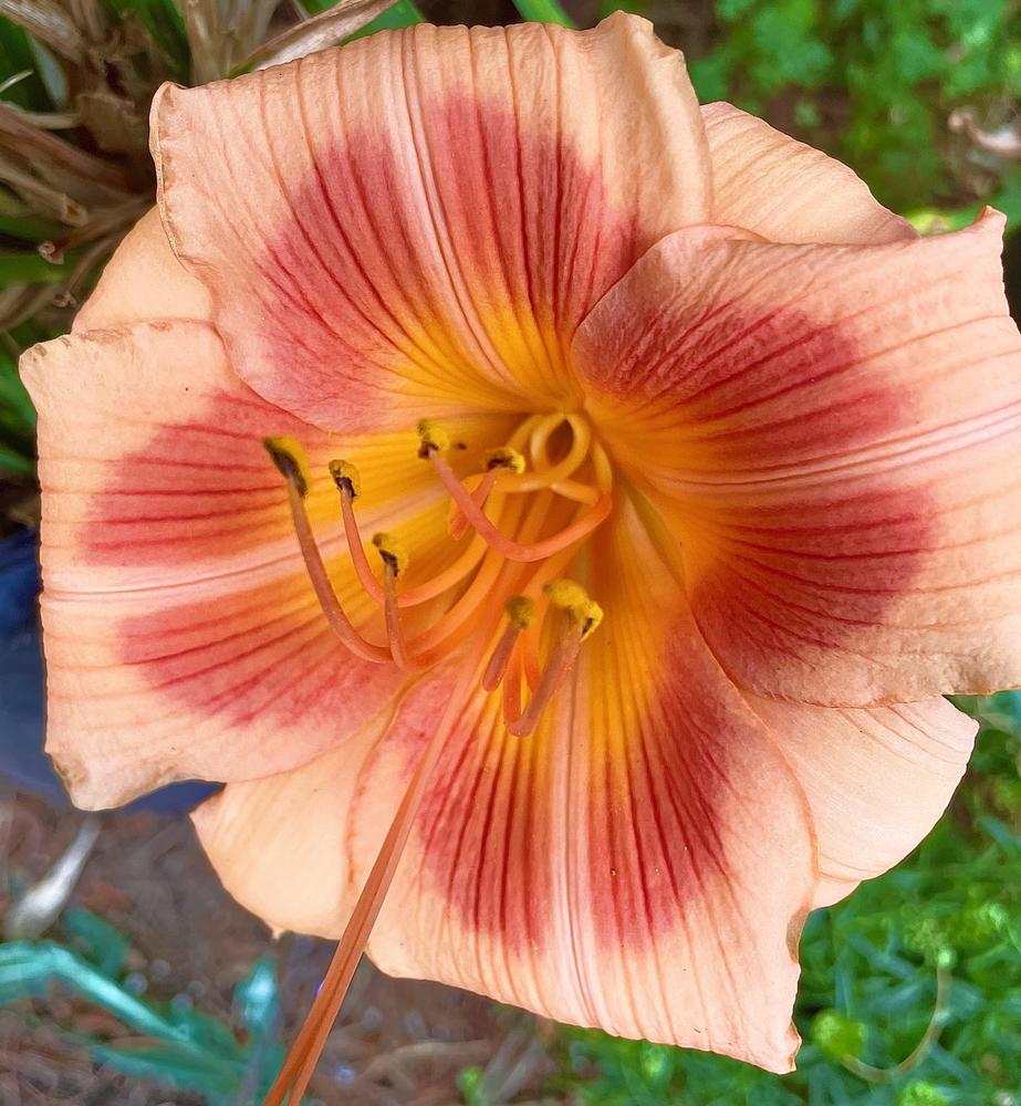 Photo of Daylily (Hemerocallis 'Real Wind') uploaded by Fawkesee