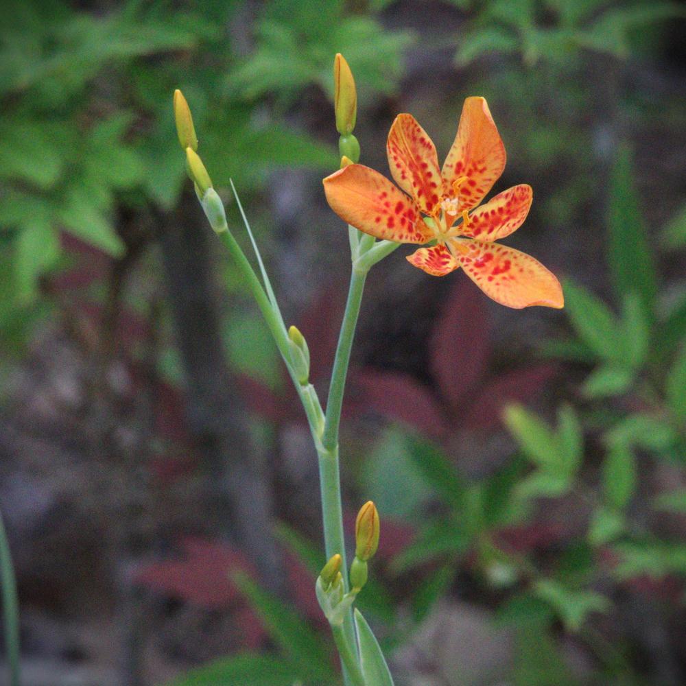 Photo of Species Iris (Iris domestica) uploaded by LoriMT