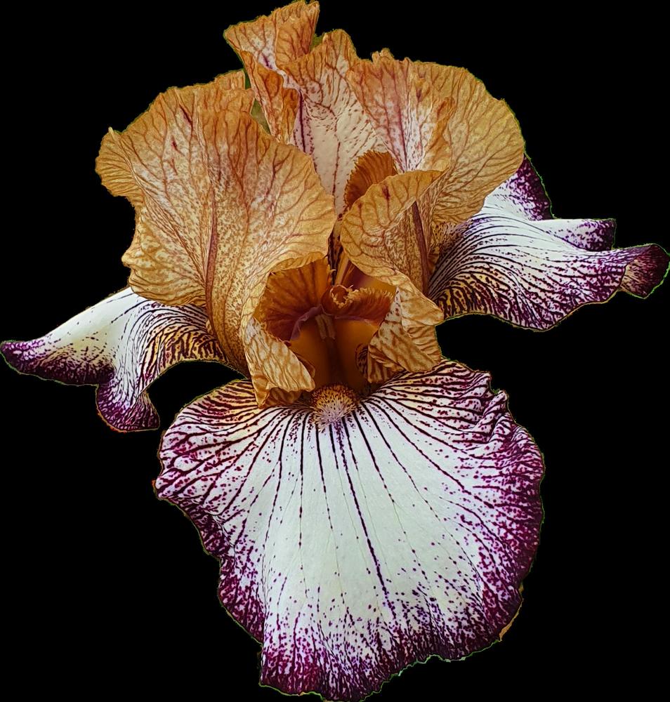 Photo of Tall Bearded Iris (Iris 'Tennessee Woman') uploaded by TrishAUS