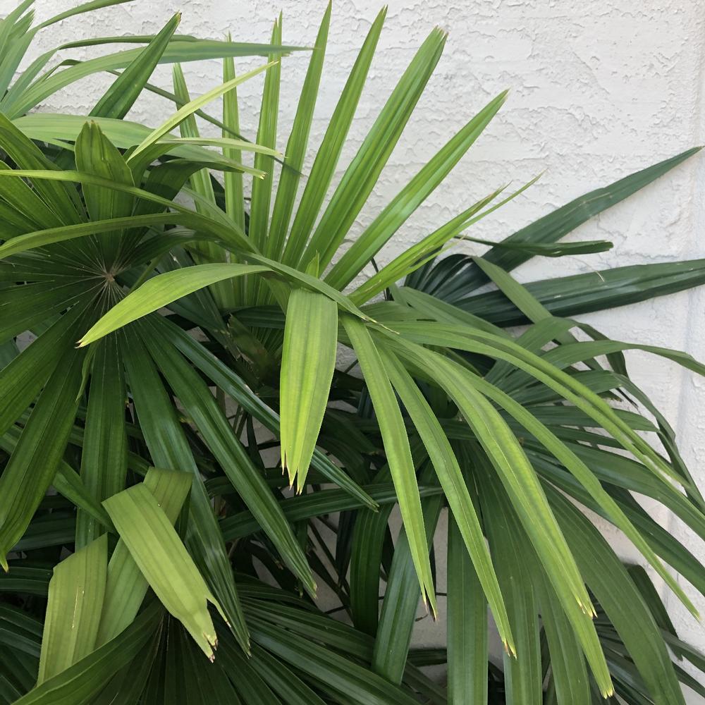 Photo of Lady Palm (Rhapis excelsa) uploaded by sedumzz