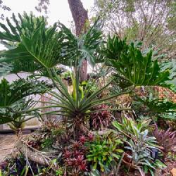 Location: Winter Springs, FL zone 9b
Date: 2023-05-26
Thaumatophyllum bipinnatifidum P. Selloum plants are over 30 year