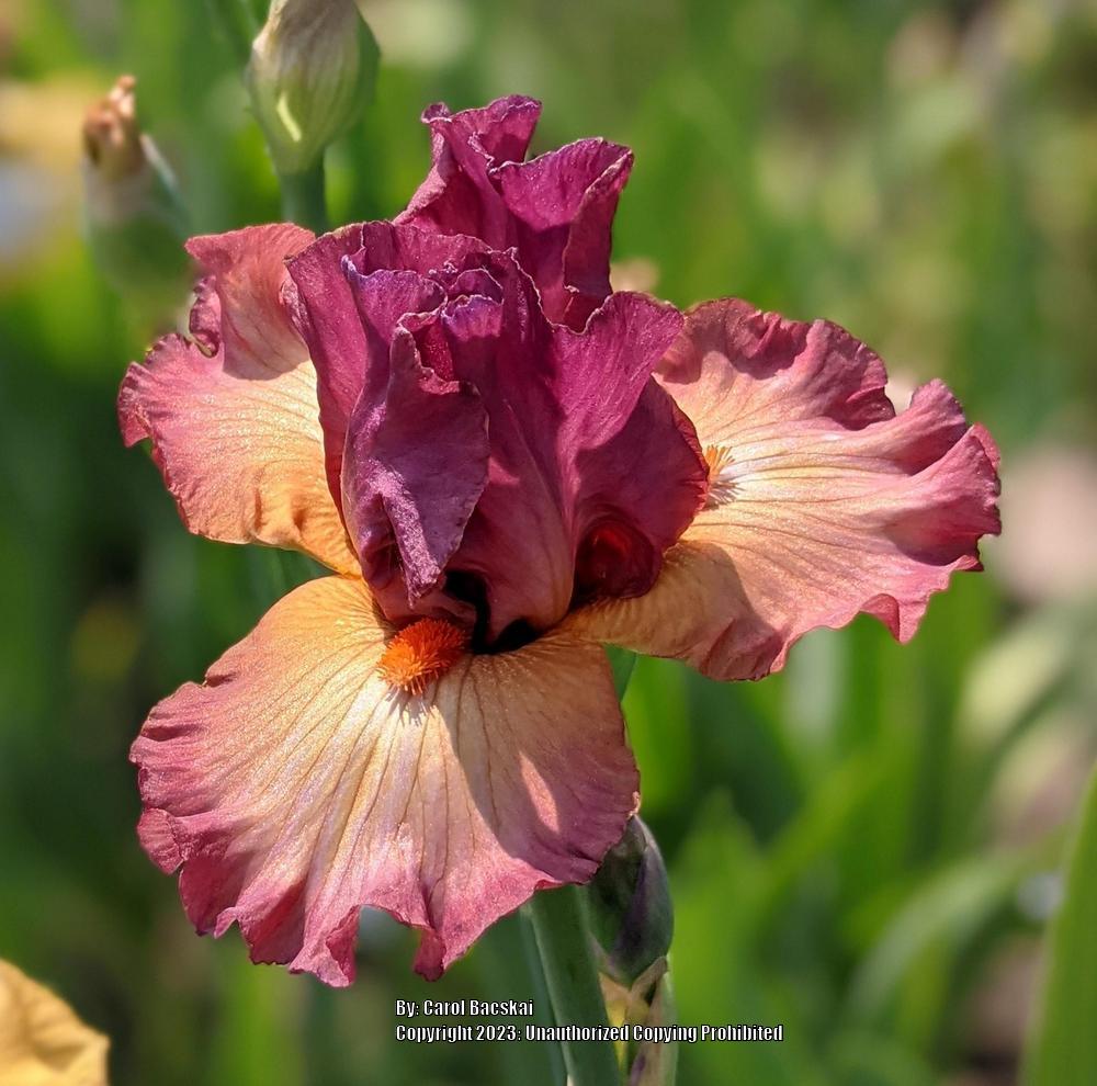 Photo of Border Bearded Iris (Iris 'Banded Rose') uploaded by Artsee1