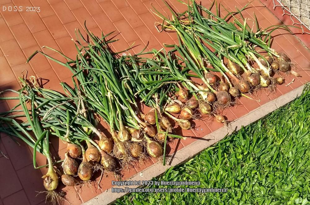 Photo of Onions (Allium cepa) uploaded by Huertayjardineria