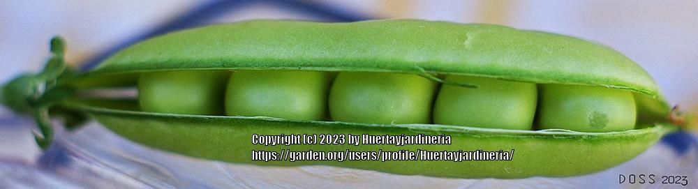 Photo of Peas (Lathyrus oleraceus) uploaded by Huertayjardineria