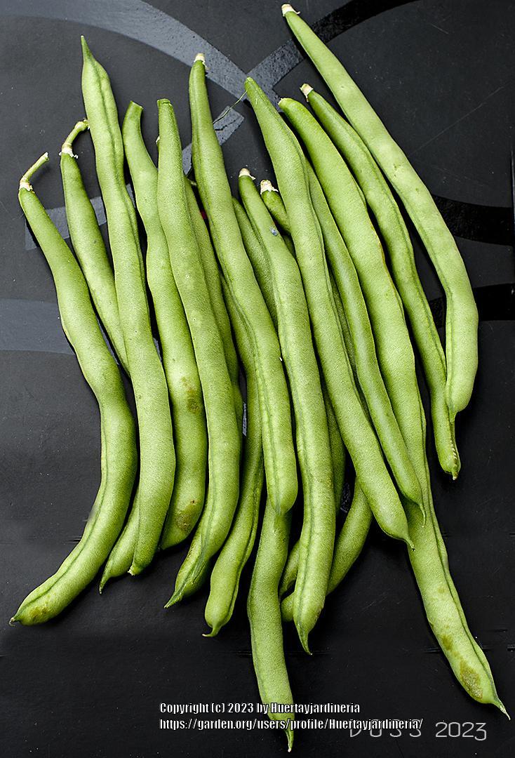 Photo of Beans (Phaseolus vulgaris) uploaded by Huertayjardineria