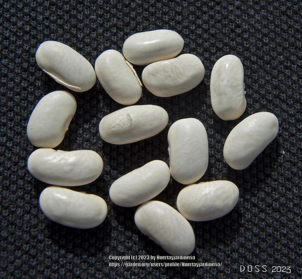 Photo of Beans (Phaseolus vulgaris) uploaded by Huertayjardineria