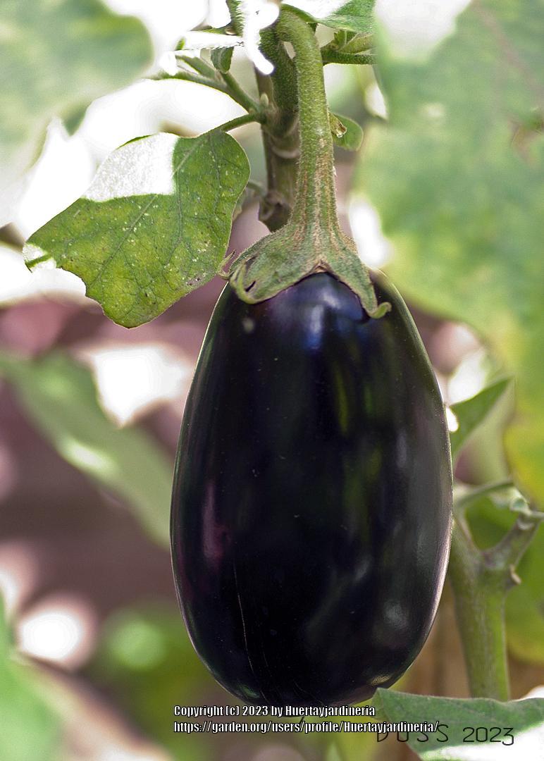 Photo of Eggplants (Solanum melongena) uploaded by Huertayjardineria