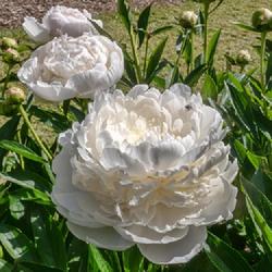 Location: W E Upjohn Peony Garden, Nichols Arboretum, Ann Arbor
Date: 2018-06-06
At their best, blooms of this cultivar are very appealing.