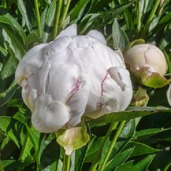 Location: W E Upjohn Peony Garden, Nichols Arboretum, Ann Arbor
Date: 2018-06-06
The only hint of red I ever see on these blooms comes as very thi