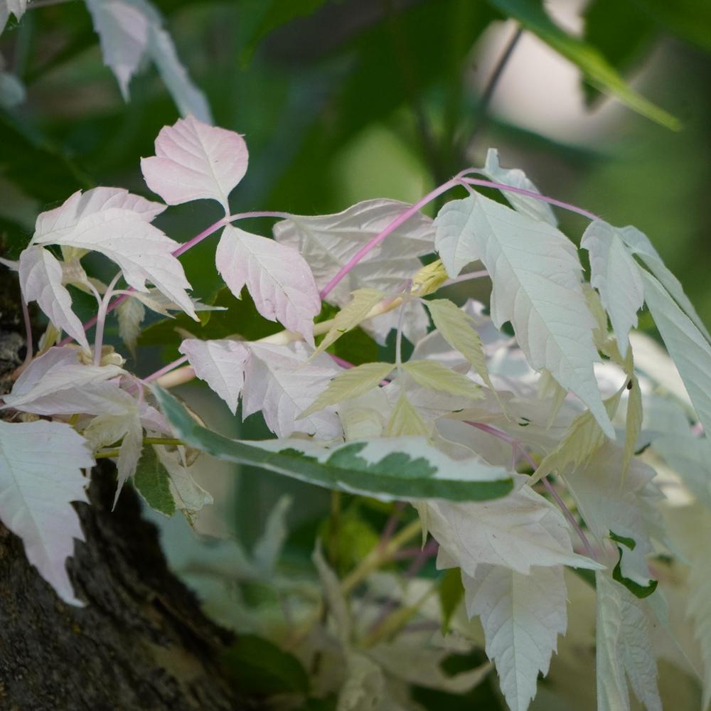 Photo of Ash-Leaved Maple (Acer negundo 'Flamingo') uploaded by D3LL