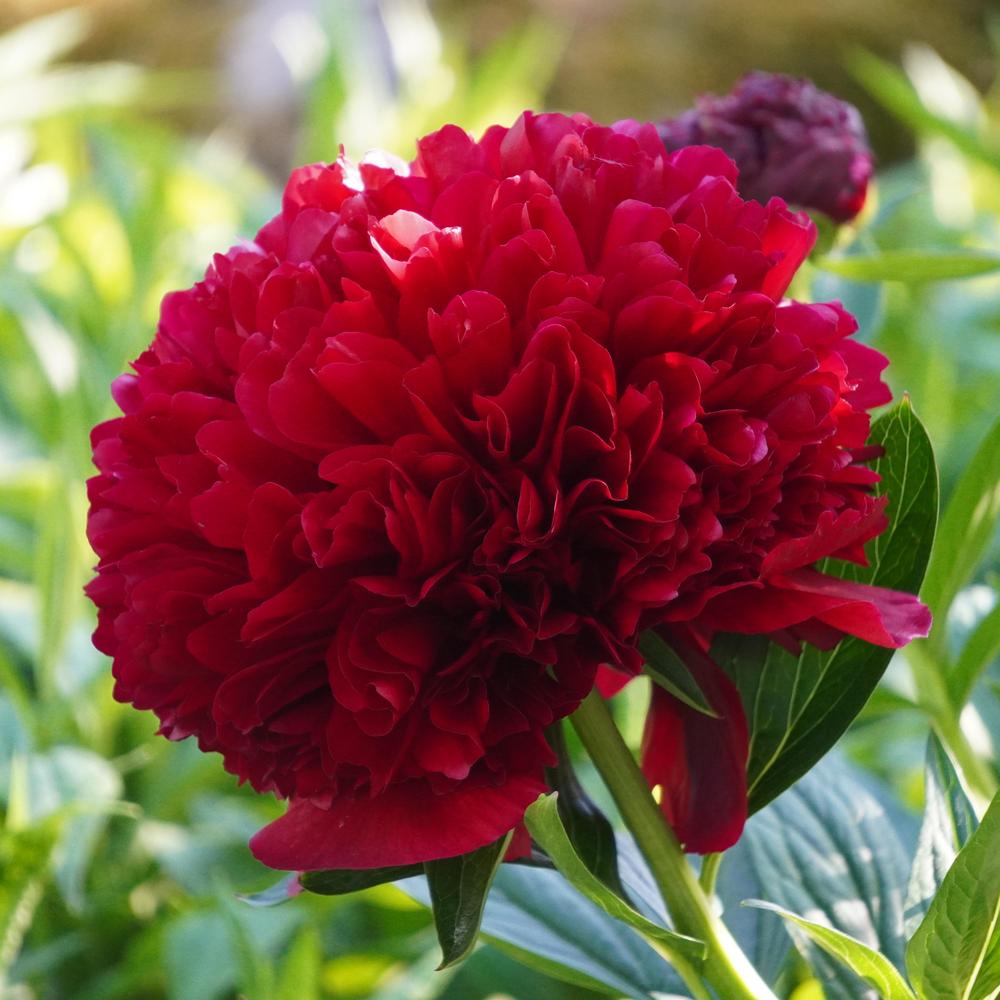 Photo of Peony (Paeonia 'Red Grace') uploaded by D3LL