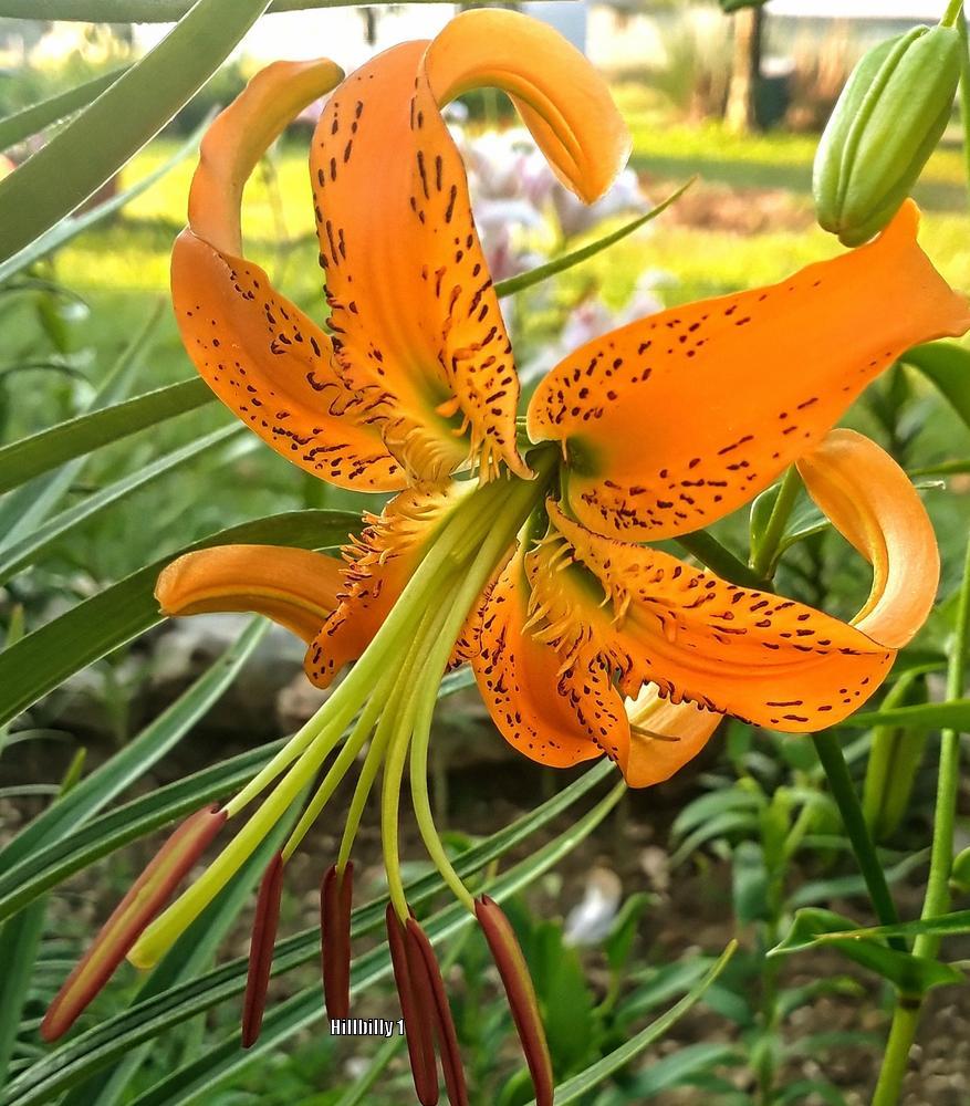 Photo of Henry's Lily (Lilium henryi) uploaded by HoodLily