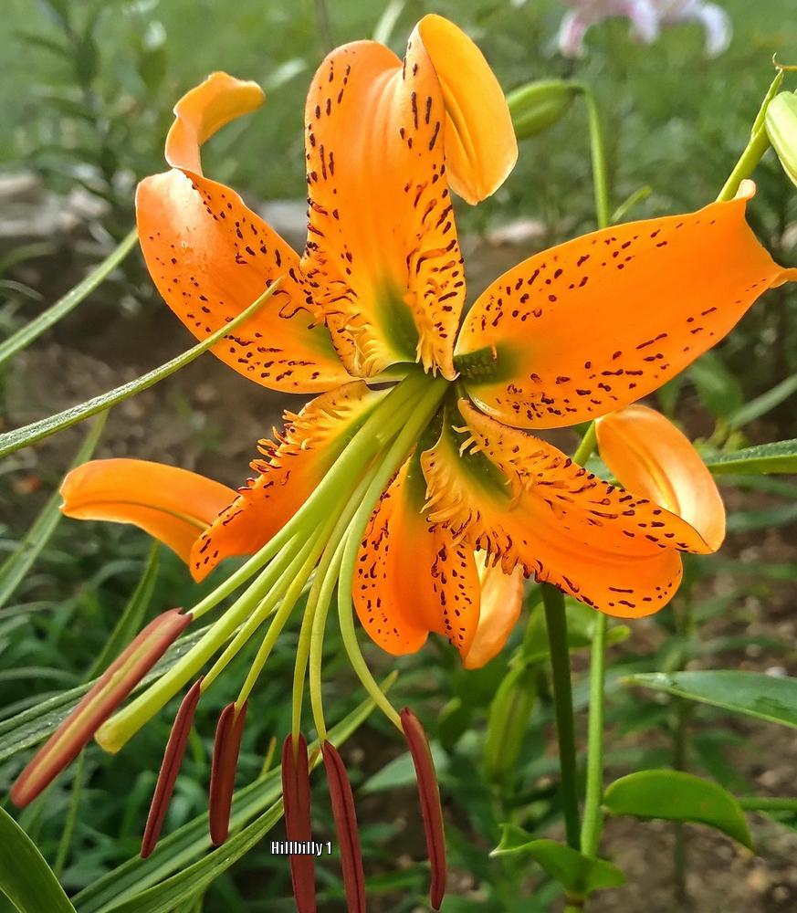 Photo of Henry's Lily (Lilium henryi) uploaded by HoodLily