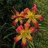 Obtained from CreativEdge Daylilies in Kernersville, NC on 6/24/2