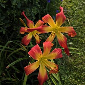 Obtained from CreativEdge Daylilies in Kernersville, NC on 6/24/2