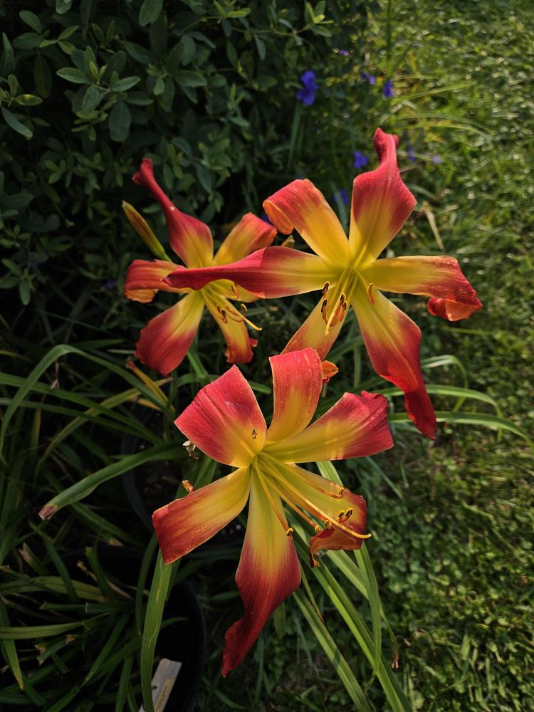 Photo of Daylily (Hemerocallis 'Hotter than the Fourth of July') uploaded by MrKGDickie