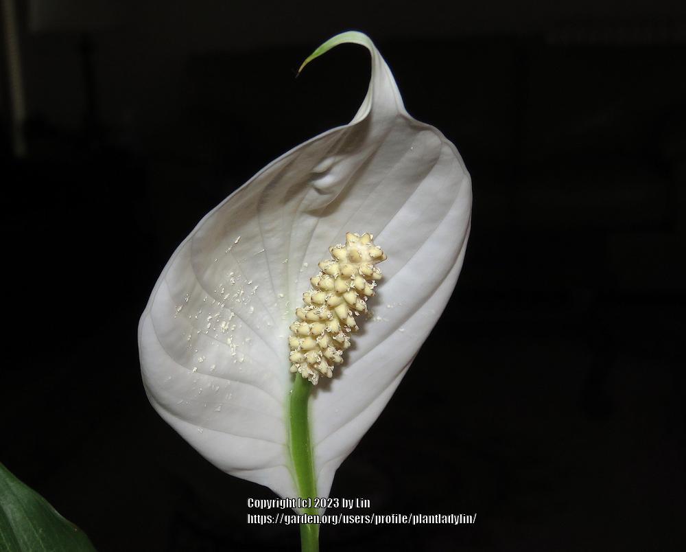 Photo of Peace Lily (Spathiphyllum 'Platinum Mist') uploaded by plantladylin