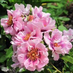Location: charlottetown, pei, canada
Date: 2023-06-28
Rosa 'Easy on the Eyes' ,several sprays on 1st yr plant, fragrant